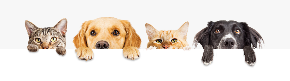 Pets of the Preferred Realty and Stouffer Realty