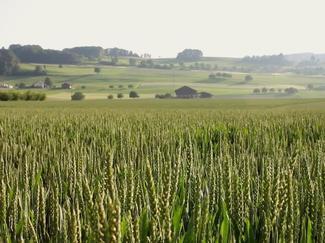 Adams Township
