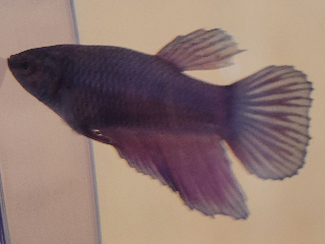Dori