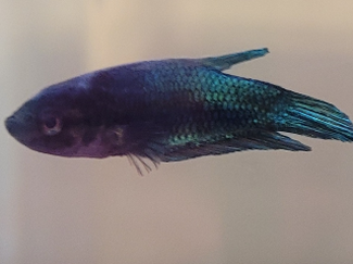 Aqua