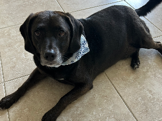 Rufus