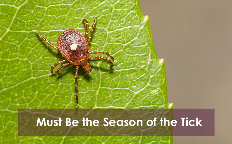 Must Be the Season of the Tick