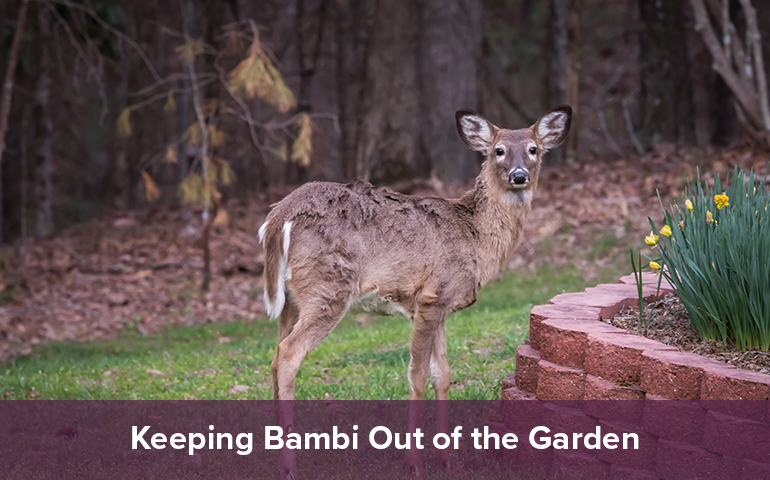 Keeping Bambi Out of the Garden