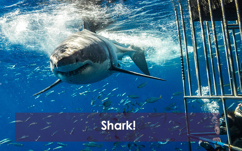 Shark!