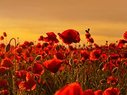 Memorial Day 2025