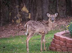 Keeping Bambi Out of the Garden