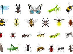 The Bugs Are Coming... Oh Wait, They're Here